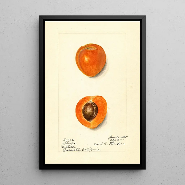 Prunus mume Sharpe - Harriet L Thompson — indrammet kunstværk på væggen