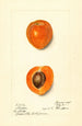 Prunus mume Sharpe - Harriet L Thompson — visning af kunstværket