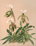 Cypripedium Spicerianum - Harriet Stewart Miner — visning af kunstværket