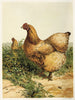 Poule Cochin chamois - Harrison Weir — visning af kunstværket