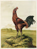 Coq malais - Harrison Weir — visning af kunstværket