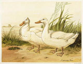 Canards Aylesbury blancs - Harrison Weir — visning af kunstværket