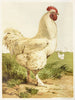 Coq Cochin hvid - Harrison Weir — visning af kunstværket