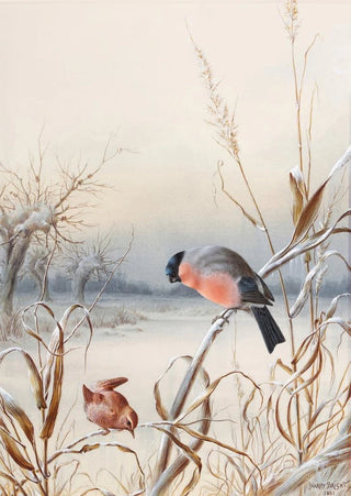Harry Bright - Winter A Cock Bullfinch and Wren.webp