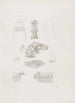 Mémoires du Musée de Zoologie Comparée de l'Université Harvard Pl02 - Musée de Zoologie Comparée de l'Université Harvard — visning af kunstværket