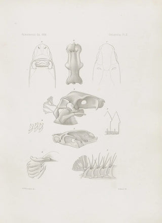 Harvard University Museum of Comparative Zoology - Memoirs of the Museum of Comparative Zoology at Harvard College Pl02.webp