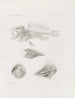 Mémoires du Musée de zoologie comparée du Harvard College Pl09 - Musée de Zoologie Comparée de l'Université Harvard — visning af kunstværket