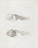 Mémoires du Musée de zoologie comparée du Harvard College Pl14 - Musée de Zoologie Comparée de l'Université Harvard — visning af kunstværket