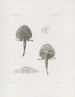 Mémoires du Musée de zoologie comparée du Harvard College Pl18 - Musée de Zoologie Comparée de l'Université Harvard — visning af kunstværket