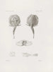 Mémoires du Musée de zoologie comparée du Harvard College Pl25 - Musée de Zoologie Comparée de l'Université Harvard — visning af kunstværket