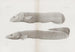 Mémoires du Pl33 - Harvard University Museum of Comparative Zoology — visning af kunstværket