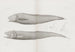 Mémoires du Pl36 - Harvard University Museum of Comparative Zoology — visning af kunstværket