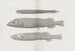 Mémoires du Pl57 - Harvard University Museum of Comparative Zoology — visning af kunstværket