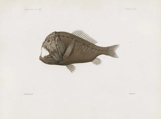 Harvard University Museum of Comparative Zoology - Memoirs of the Museum of Comparative Zoology at Harvard College Pl86.webp