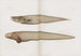 Mémoires du Pl89 - Harvard University Museum of Comparative Zoology — visning af kunstværket