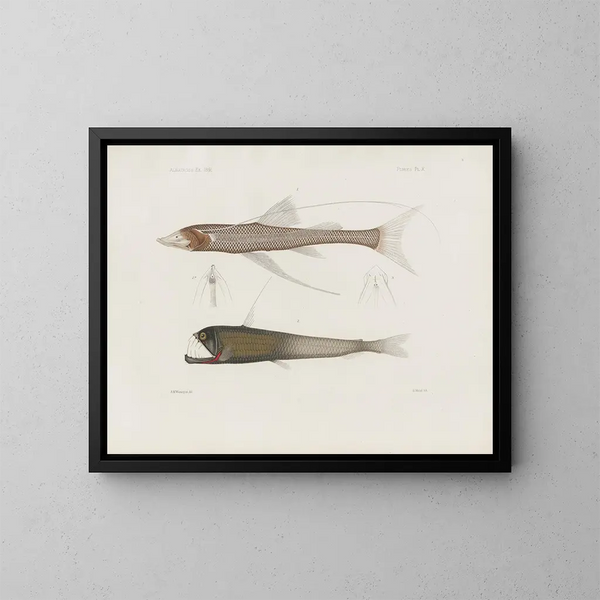 Mémoires du Muséum de zoologie comparée de Harvard College Pl94 - Musée de Zoologie Comparée de l'Université Harvard — indrammet kunstværk på væggen