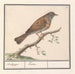 Heggenmus Prunella modularis - Anselmus Botius de Boodt — vist i et interiør