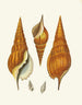 Les escargots ptérygoïdes Strombea Pl28 - Heinrich Carl Küster — visning af kunstværket