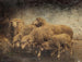 Moutons dans une grange - Heinrich von Zügel — visning af kunstværket