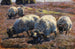 Moutons paissant dans la lande ensoleillée - Heinrich von Zügel — visning af kunstværket