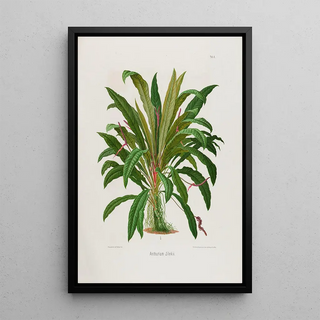 Heinrich Wilhelm Schott - Aroideae Maximilianae Pl06.webp