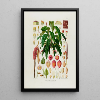 Heinrich Wilhelm Schott - Aroideae Maximilianae Pl09.webp