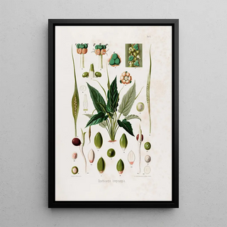 Heinrich Wilhelm Schott - Aroideae Maximilianae Pl12.webp