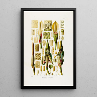 Heinrich Wilhelm Schott - Aroideae Maximilianae Pl39.webp