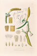 Icones Aroidearum Pl05 - Heinrich Wilhelm Schott — visning af kunstværket