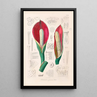 Heinrich Wilhelm Schott - Icones Aroidearum Pl08.webp