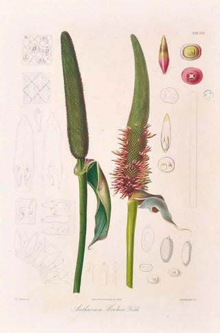 Heinrich Wilhelm Schott - Icones Aroidearum Pl17.webp