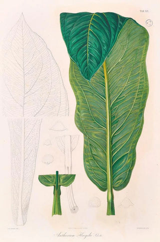 Heinrich Wilhelm Schott - Icones Aroidearum Pl19.webp