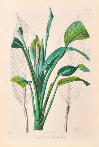 Heinrich Wilhelm Schott - Icones Aroidearum Pl29.webp