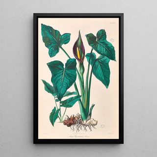 Heinrich Wilhelm Schott - Icones Aroidearum Pl34.webp