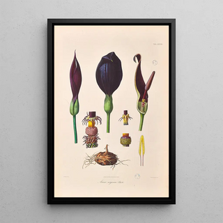 Heinrich Wilhelm Schott - Icones Aroidearum Pl38.webp