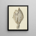 Lille fladfisk maleri - Hendrik Gerrit ten Cate — indrammet kunstværk på væggen