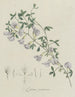 Genêt violet - Hendrik Schwegman — visning af kunstværket