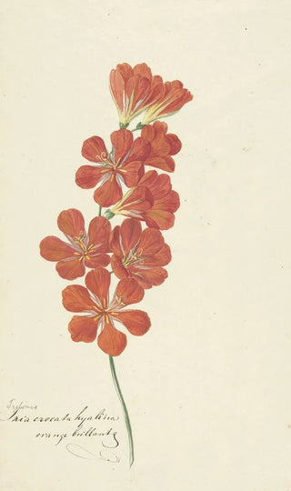 Hendrik Schwegman - Tritonia Crocata Flame Freesia.webp