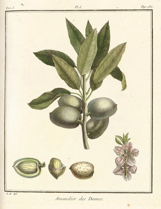 HenriLouis Duhamel du Monceau - Trait des arbres fruitiers Pl01.webp
