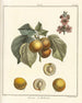 Traité des arbres fruitiers Pl08 - Henri-Louis Duhamel du Monceau — visning af kunstværket
