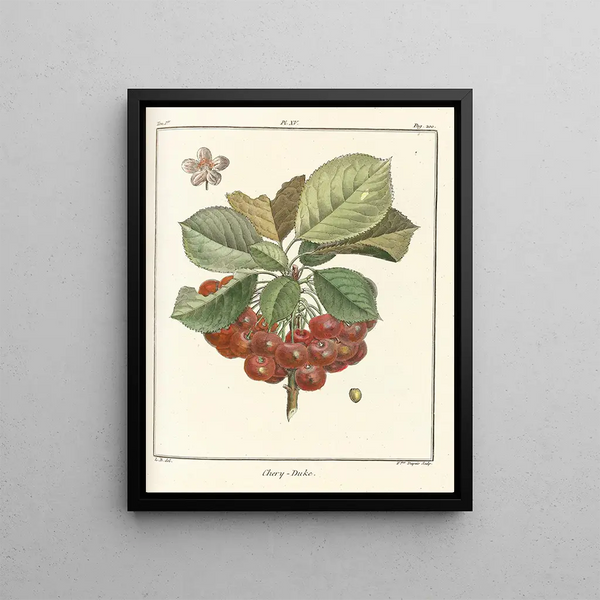 HenriLouis Duhamel du Monceau - Trait des arbres fruitiers Pl26.webp