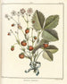 Traité des arbres fruitiers Pl31 - Henri-Louis Duhamel du Monceau — visning af kunstværket