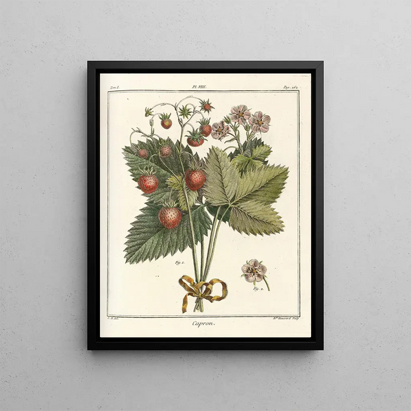 HenriLouis Duhamel du Monceau - Trait des arbres fruitiers Pl38.webp