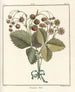 Traité des arbres fruitiers Pl39 - Henri-Louis Duhamel du Monceau — visning af kunstværket