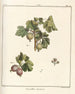 Traité des arbres fruitiers Pl41 - Henri-Louis Duhamel du Monceau — visning af kunstværket