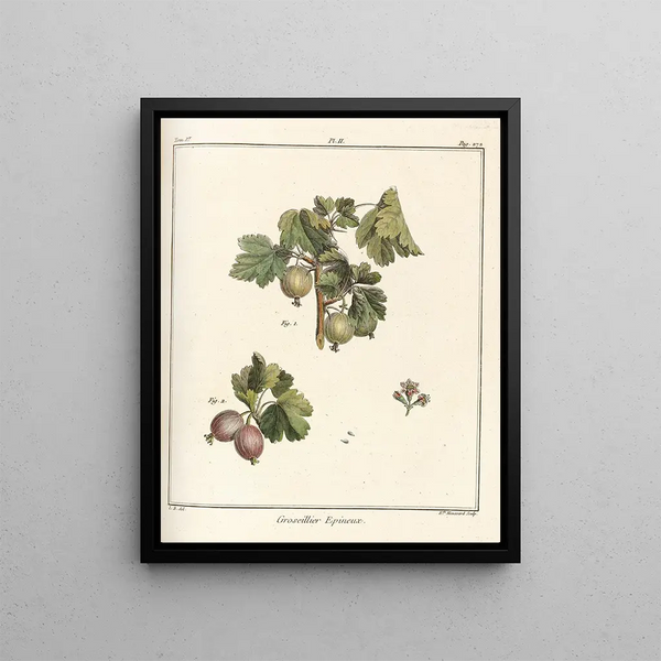 HenriLouis Duhamel du Monceau - Trait des arbres fruitiers Pl41.webp