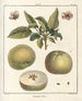 Traité des arbres fruitiers Pl50 - Henri-Louis Duhamel du Monceau — visning af kunstværket