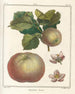 Traité des arbres fruitiers Pl51 - Henri-Louis Duhamel du Monceau — visning af kunstværket