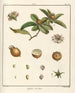 Traité des arbres fruitiers Pl57 - Henri-Louis Duhamel du Monceau — visning af kunstværket