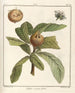 Traité des arbres fruitiers Pl58 - Henri-Louis Duhamel du Monceau — visning af kunstværket